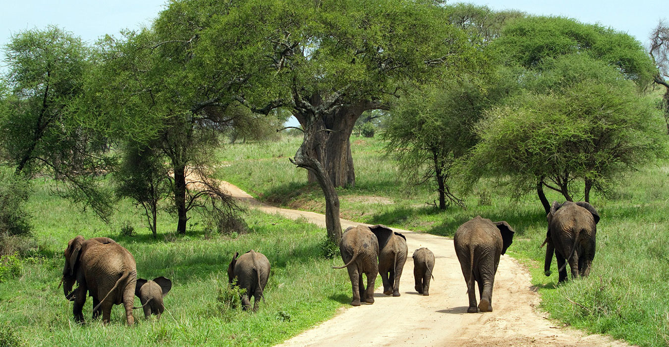 21 Days Ultimate Tanzania Safari