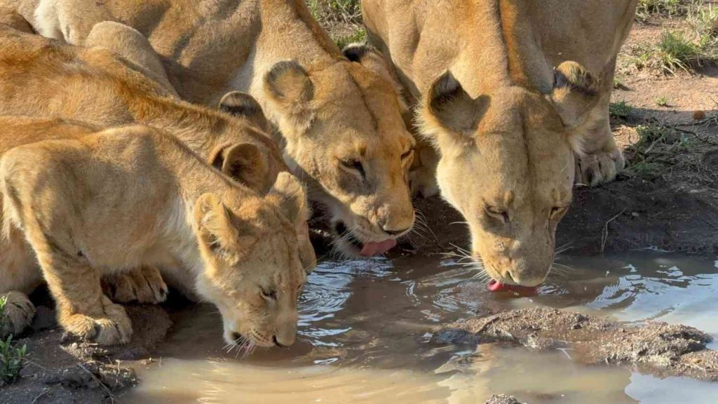 3 Days Safari With Manyara, Tarangire and Ngorongoro Crater