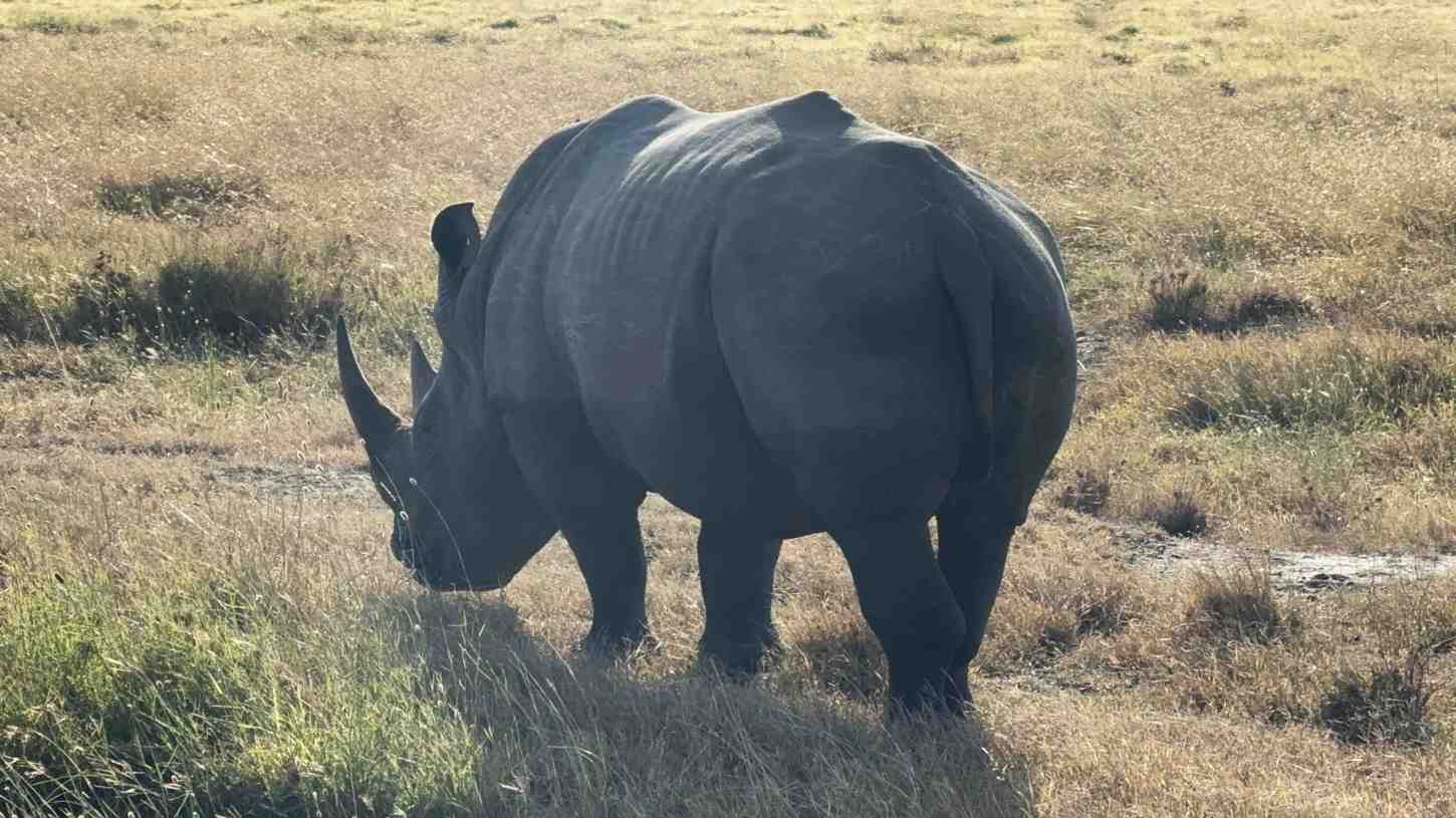 7 Questions to Ask Before Book a Safari in Tanzania