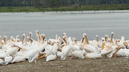 4 Days Safari With Manyara Arusha National Park and Ngorongoro