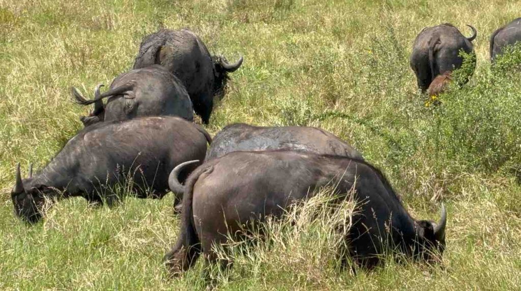 What You Should Know About Big Five Safari Animals
