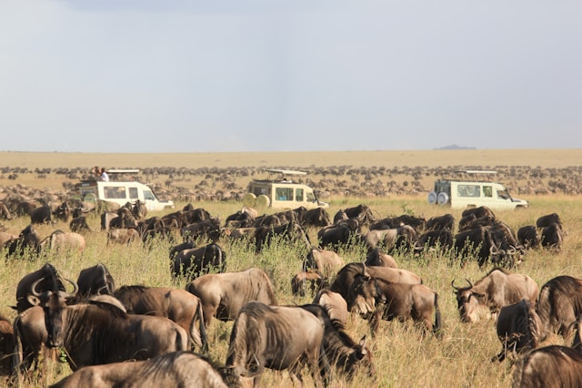 Safari ASAP Specialist in Safari Trips to Eastern and Southern Africa.