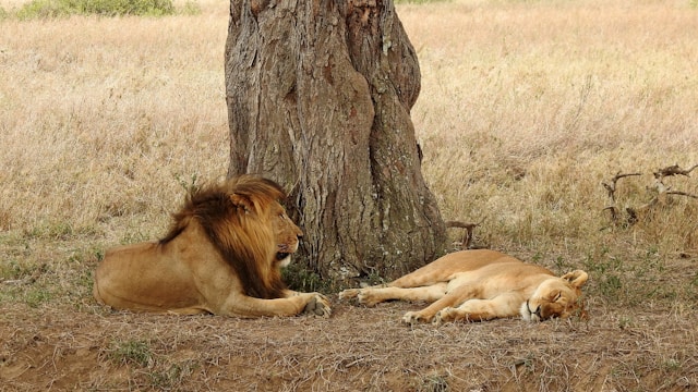 Answers to Frequently Asked Questions About Tanzania