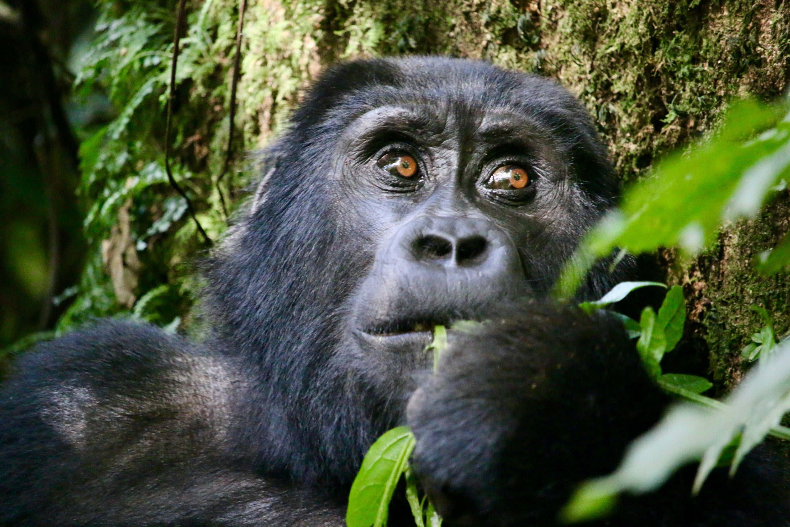 Top 14 Best Tanzania National Parks & Game Reserves