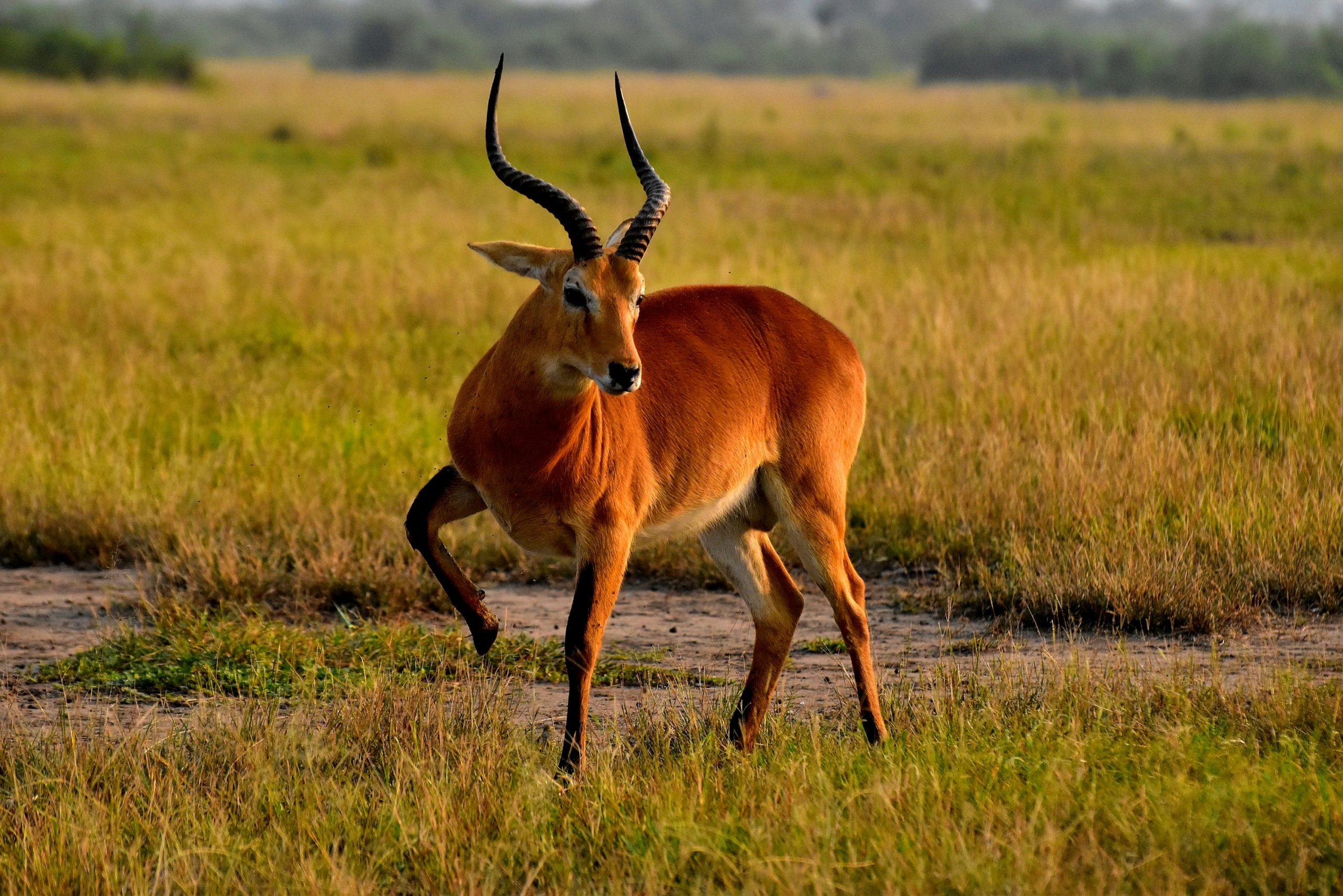 10 Days Safari with Gorilla Tracking and Nile