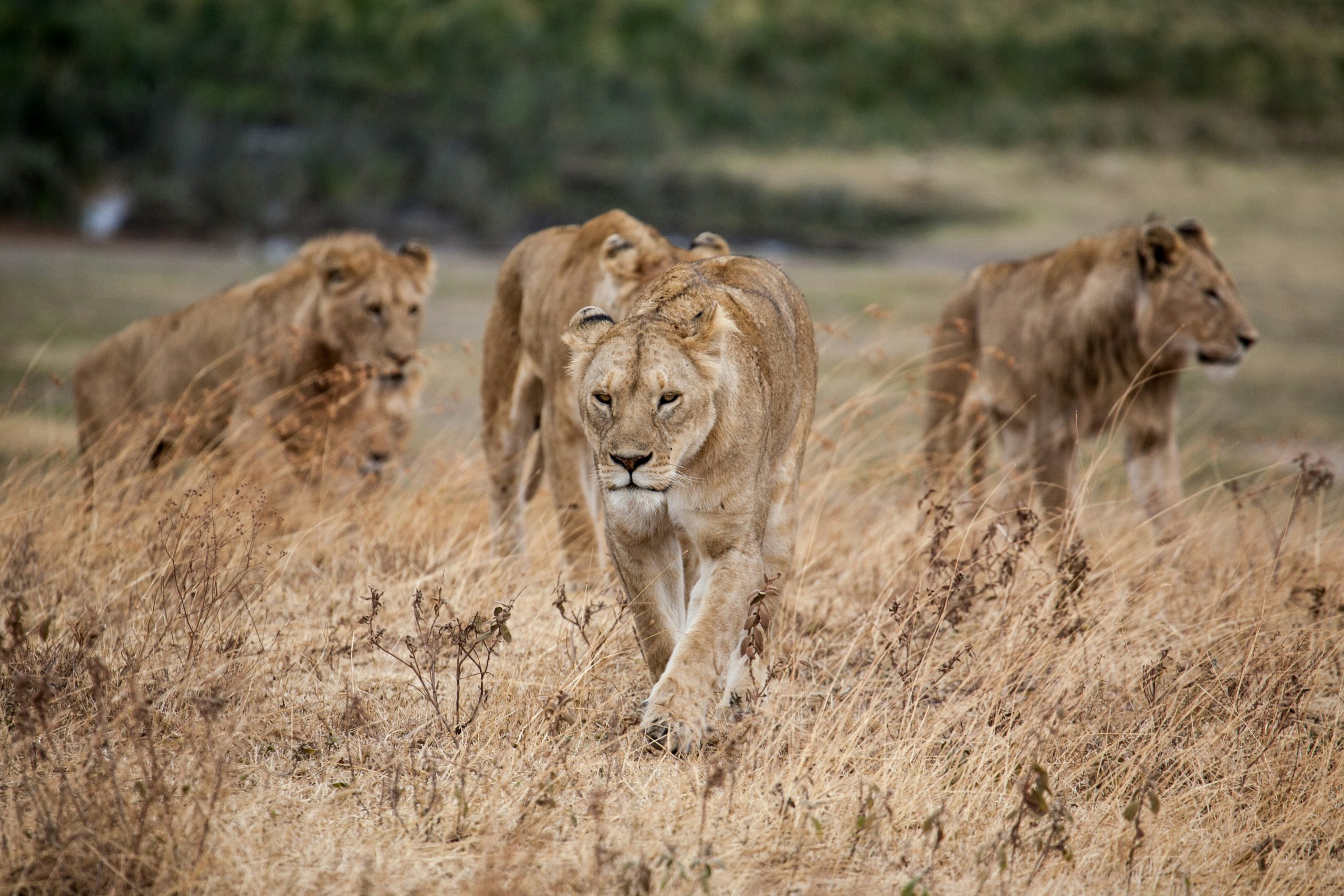 Masai Mara National Reserve: Out of Africa