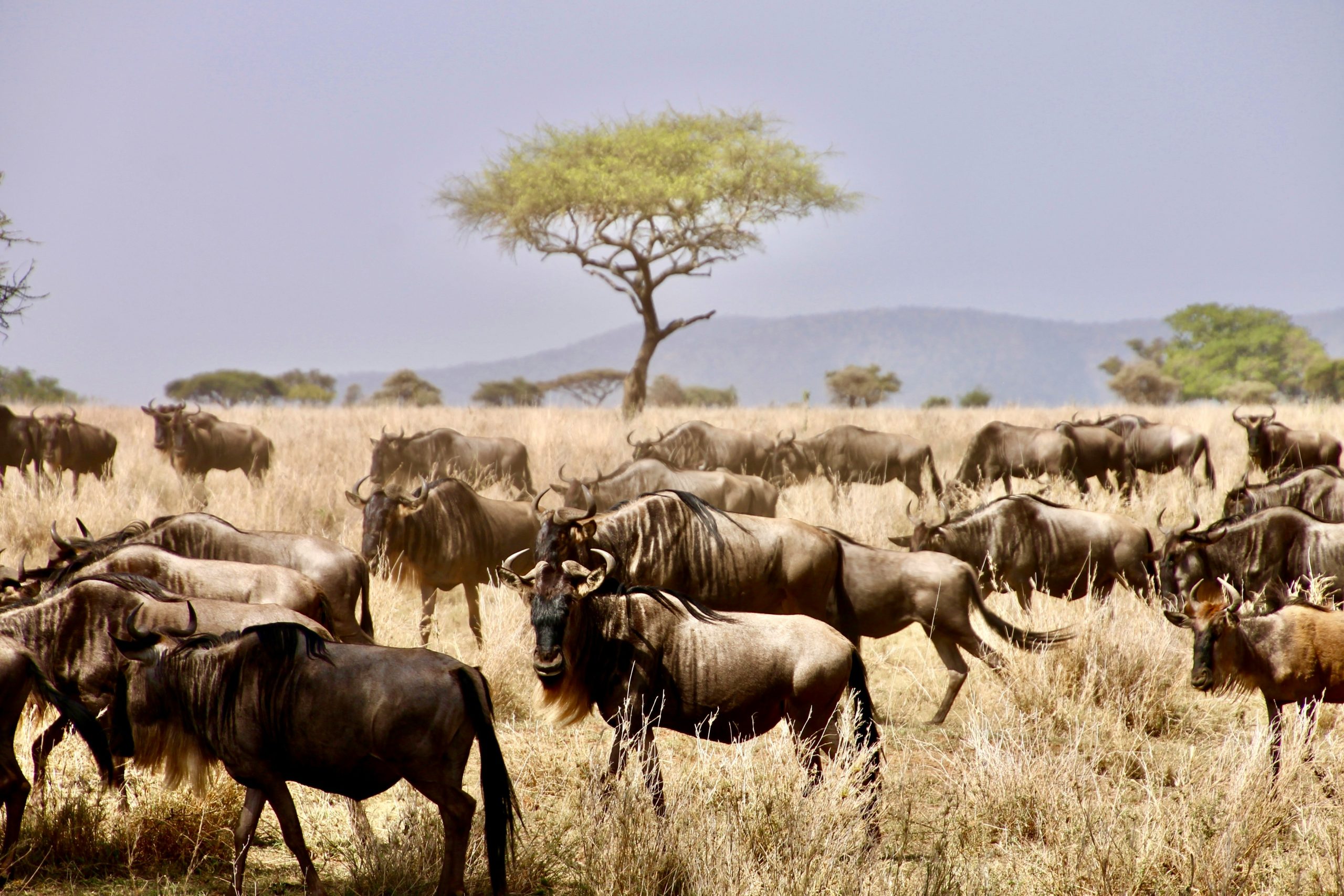 The Serengeti National Park Safari in Tanzania
