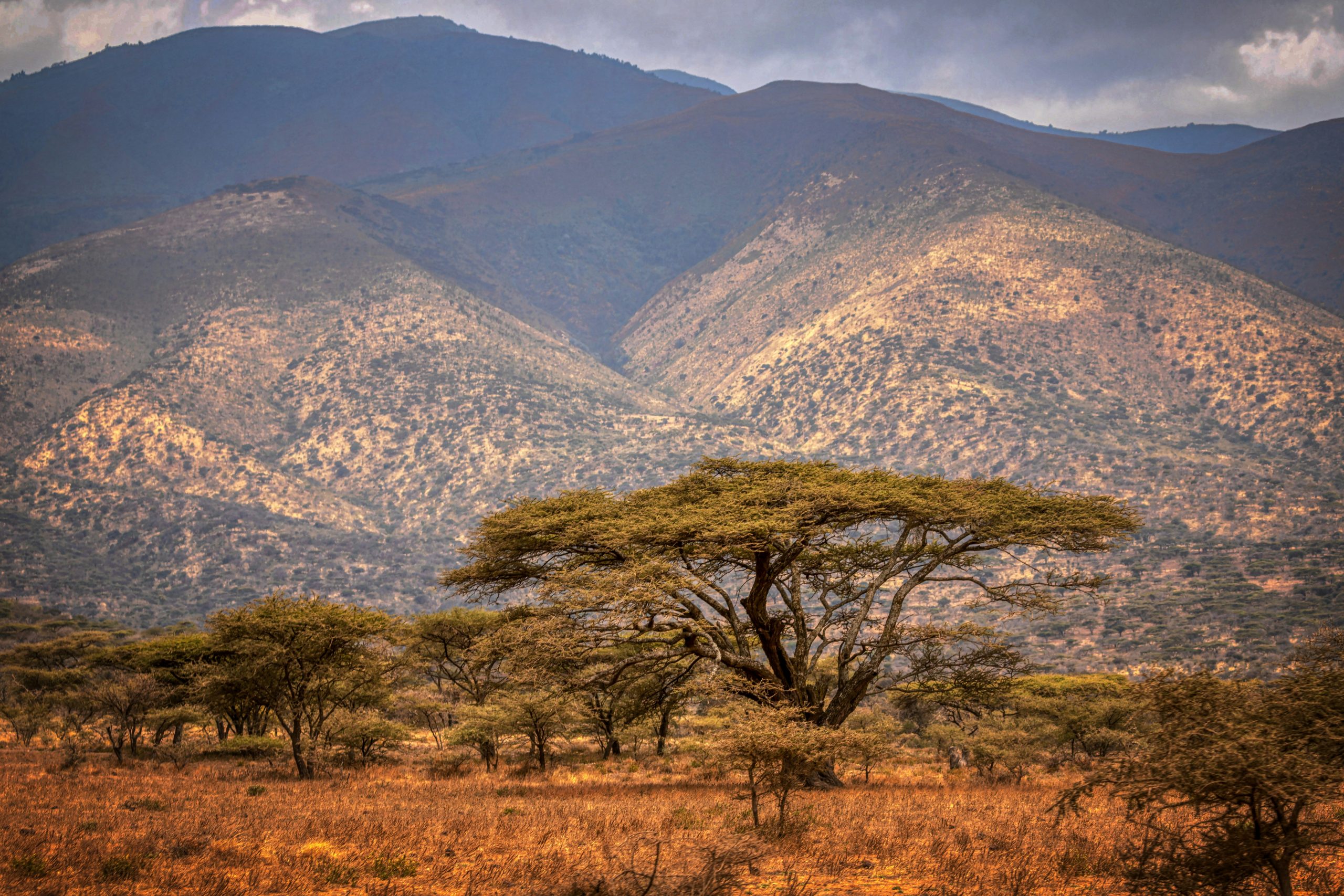 10 Days Safari with Serengeti, Ngorongoro and Pemba
