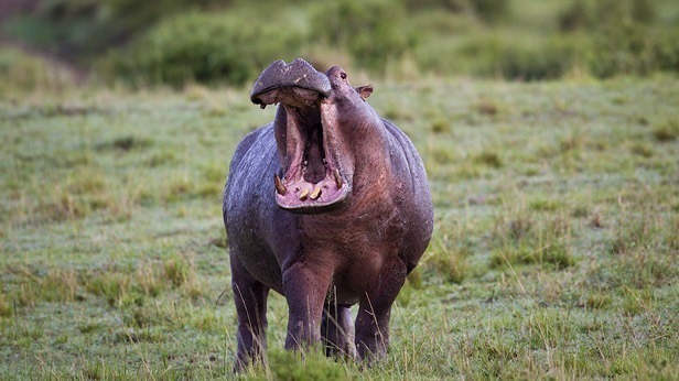 What are the Most Dangerous Animals in Africa?
