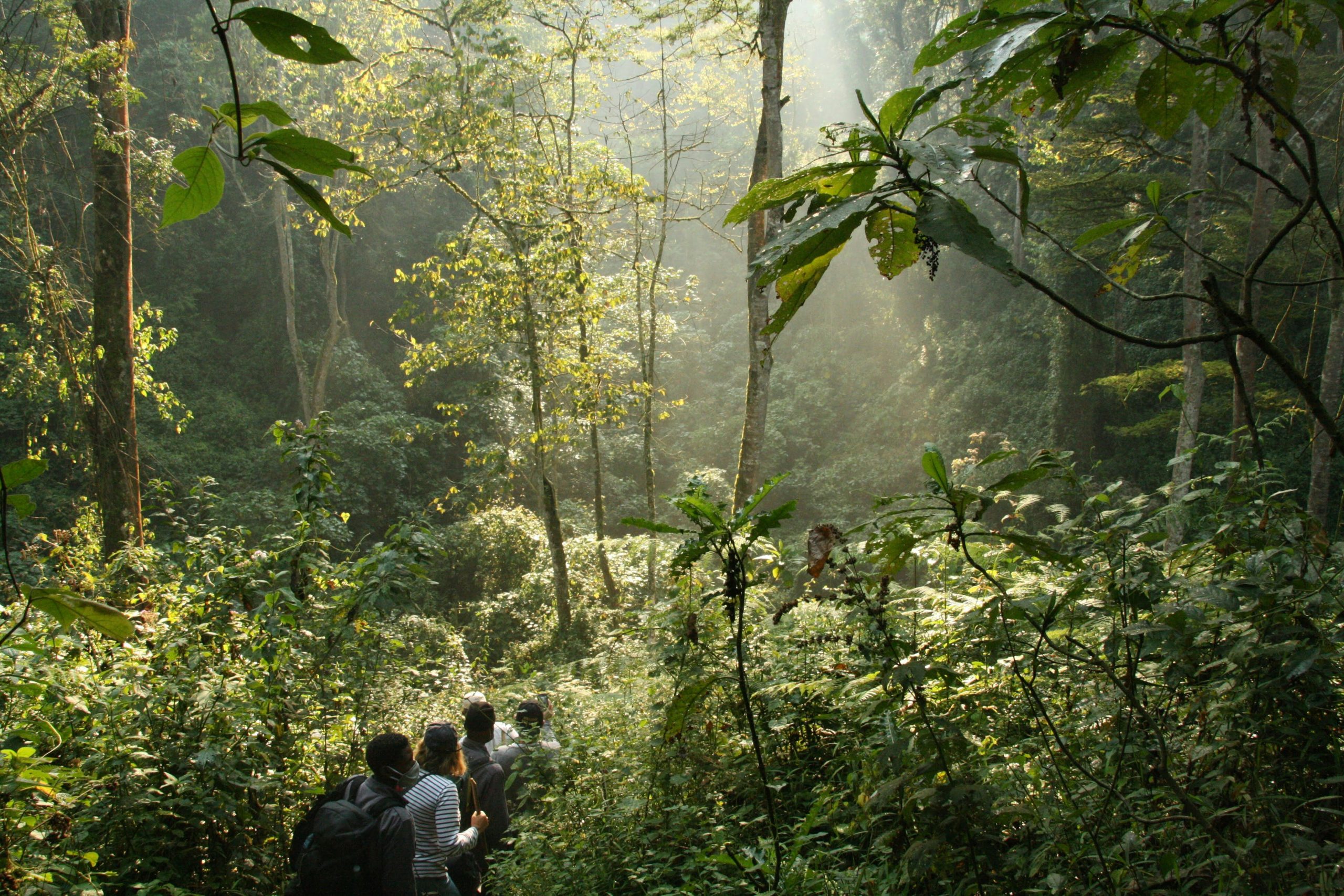 10 Days Safari with Gorilla Tracking and Nile