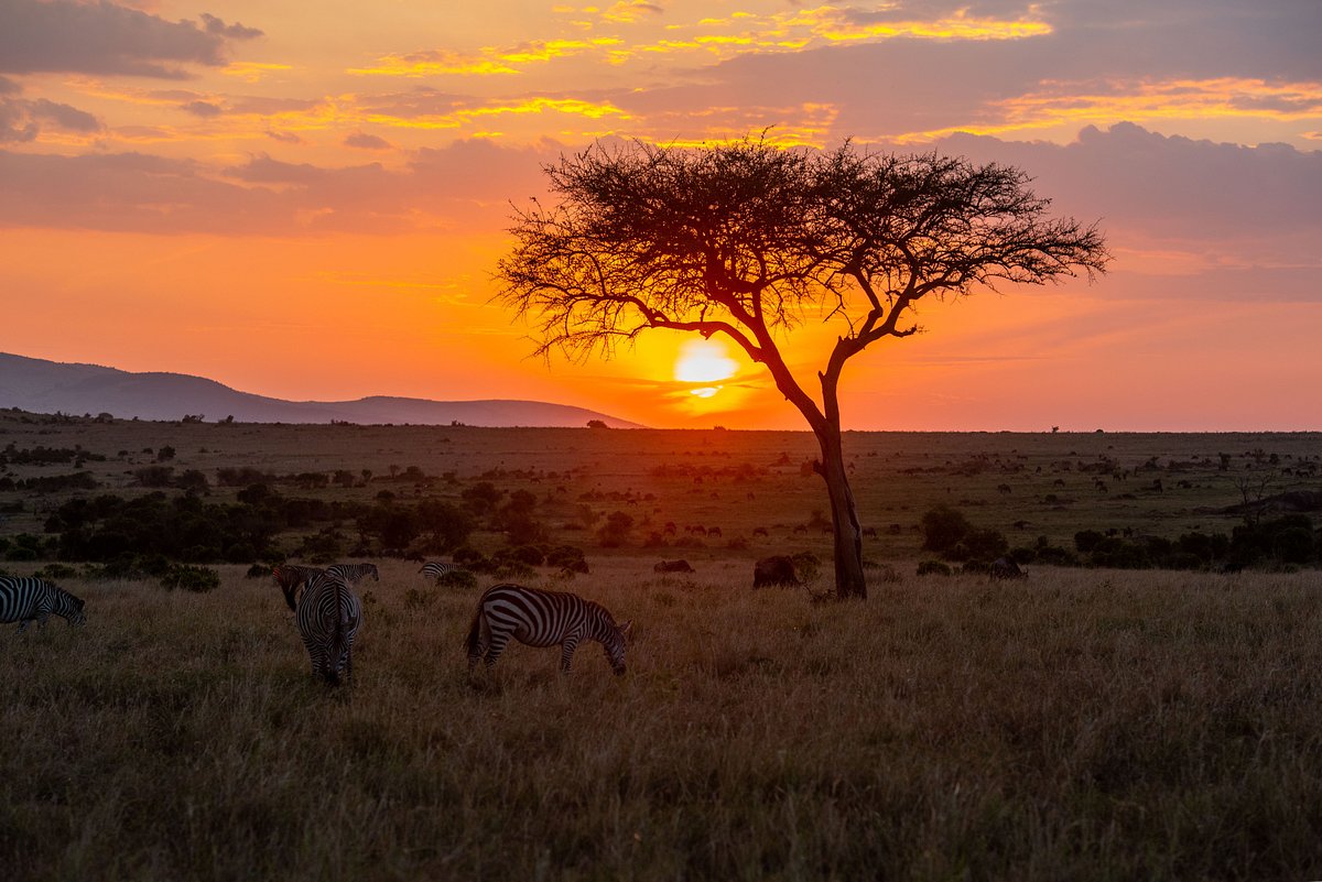 7 Questions to Ask Before Book a Safari in Tanzania