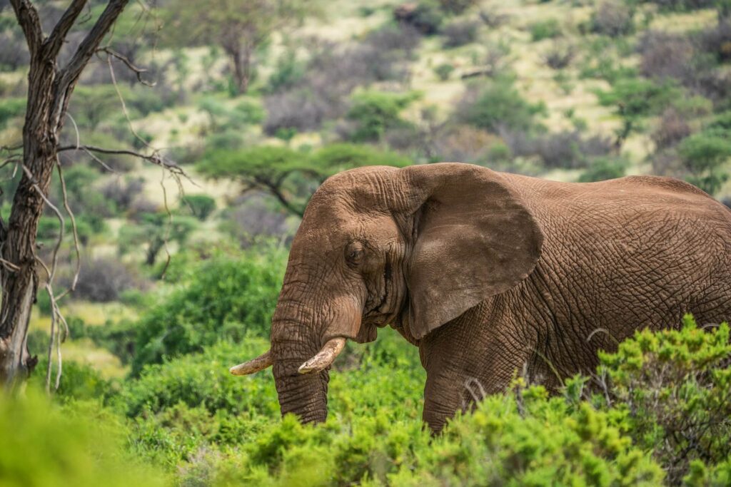 Why Samburu National Reserve Should Be on Your Safari Bucket List