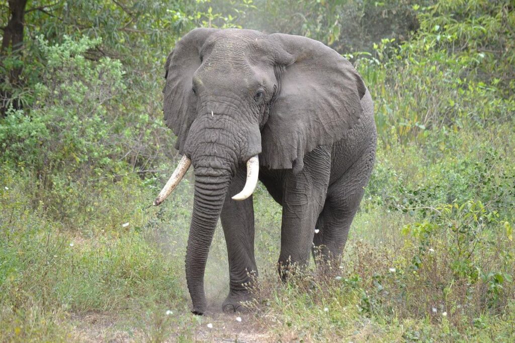 Majestic Giants of Tanzania: Discovering the Big Five
