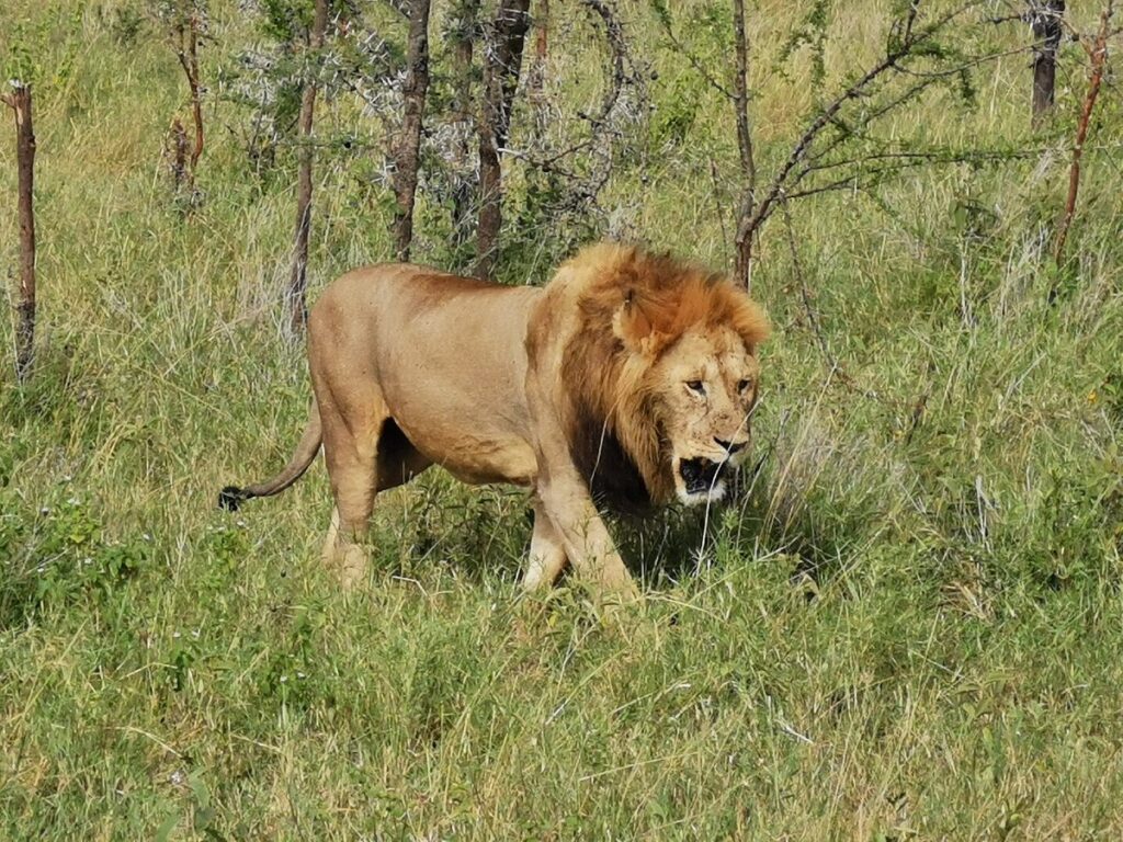 Exploring the Rich Flora and Fauna of Tarangire National Park