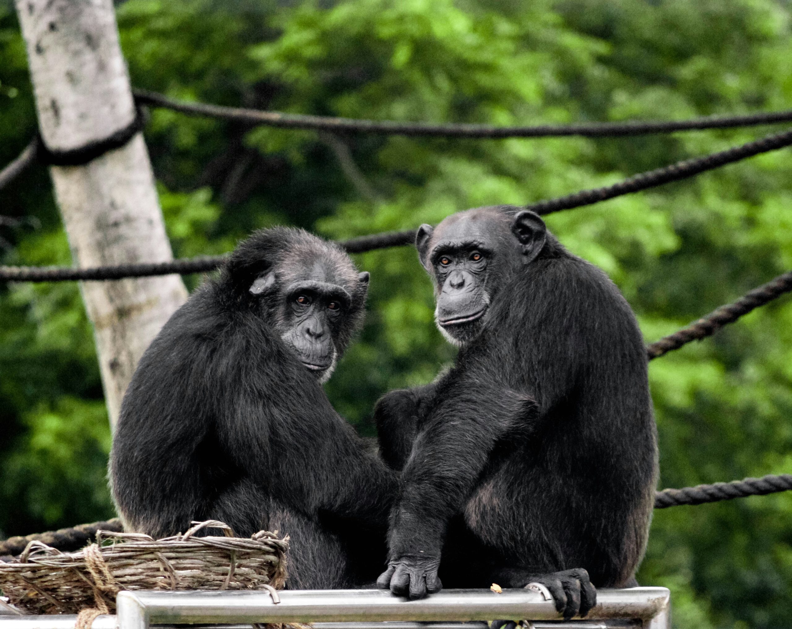 A Pristine Chimpanzee Paradise by Lake Tanganyika