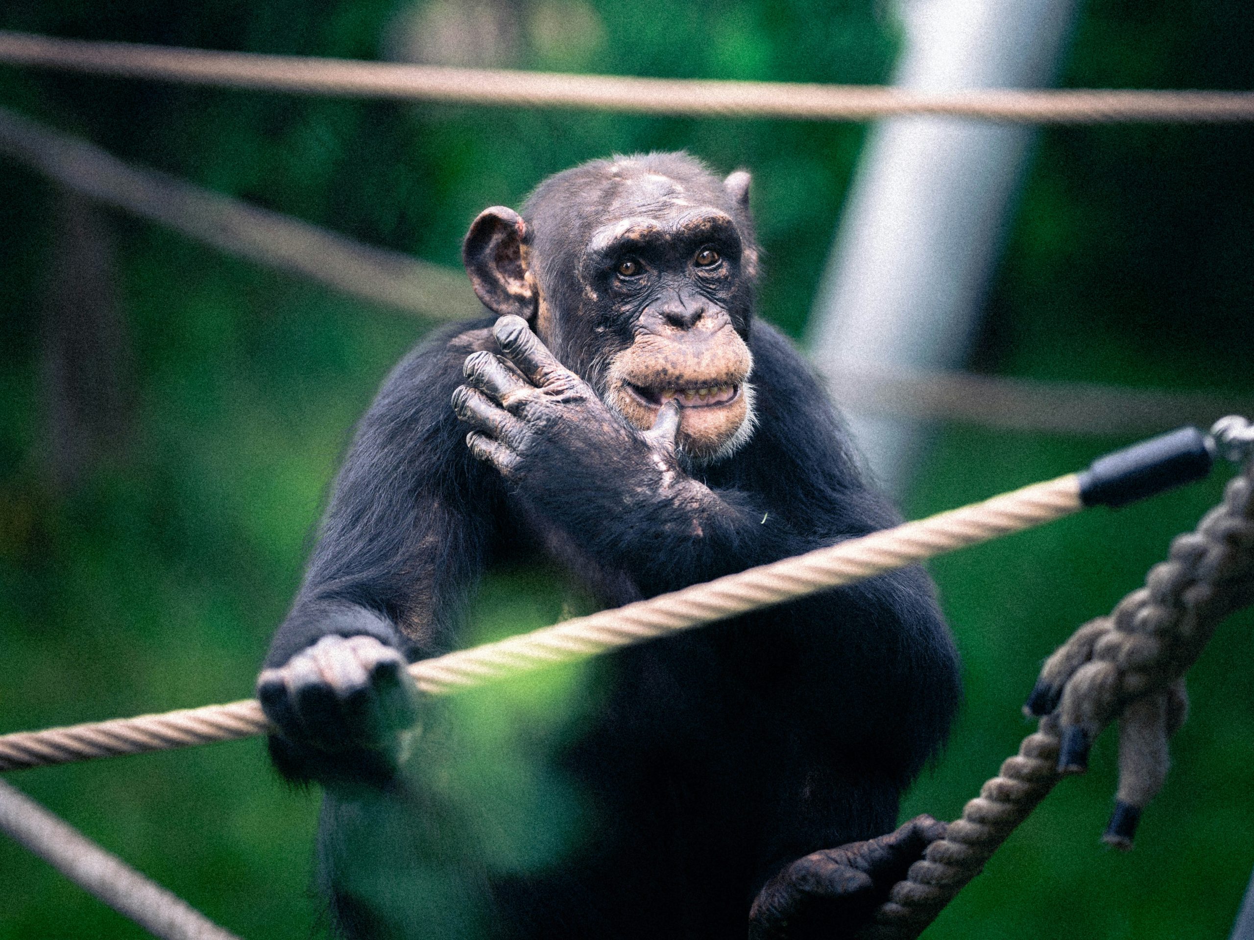 A Pristine Chimpanzee Paradise by Lake Tanganyika