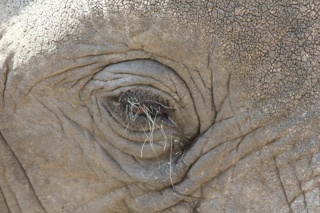 Must-Do Activities in Lake Manyara National Park