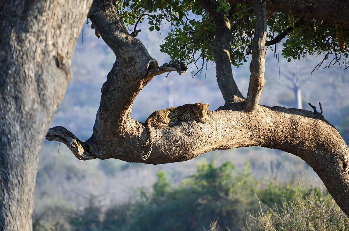 Treasures of Tanzania Safari