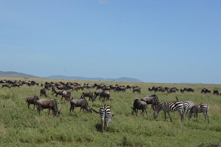 Serengeti Safari