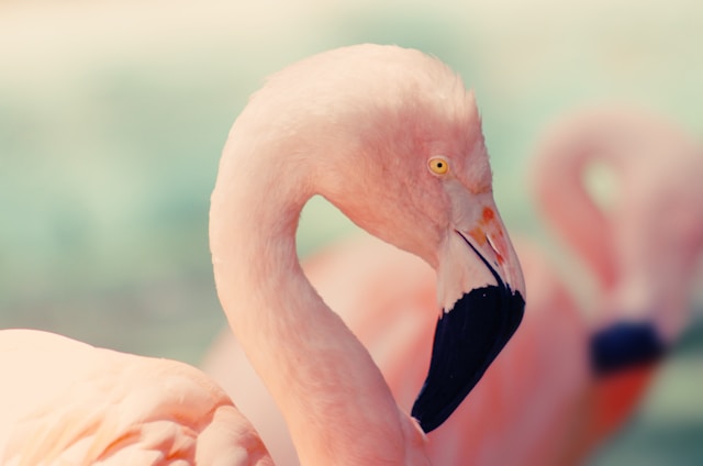 Simple Guide for a Bird Watching Safari in Tanzania