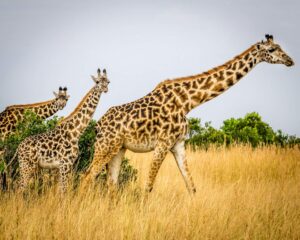 Kenya Adventure Safari and Coastal Escape Experience
