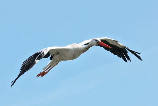 Aberdare National Park