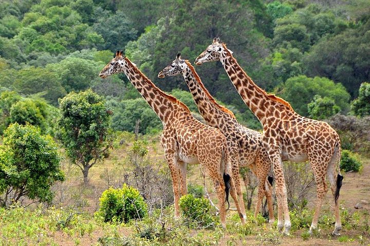 Ultimate African Safari

