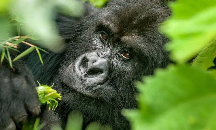 Mgahinga National Park