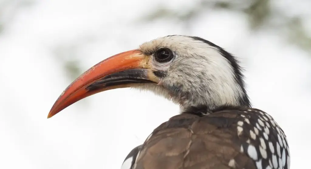 Abijatta-Shalla National Park