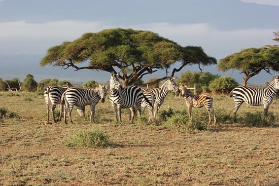 Aberdare National Park