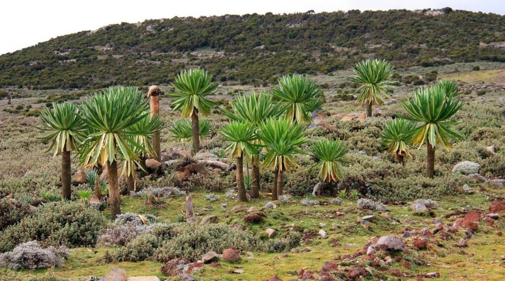 Bale Mountains National Park