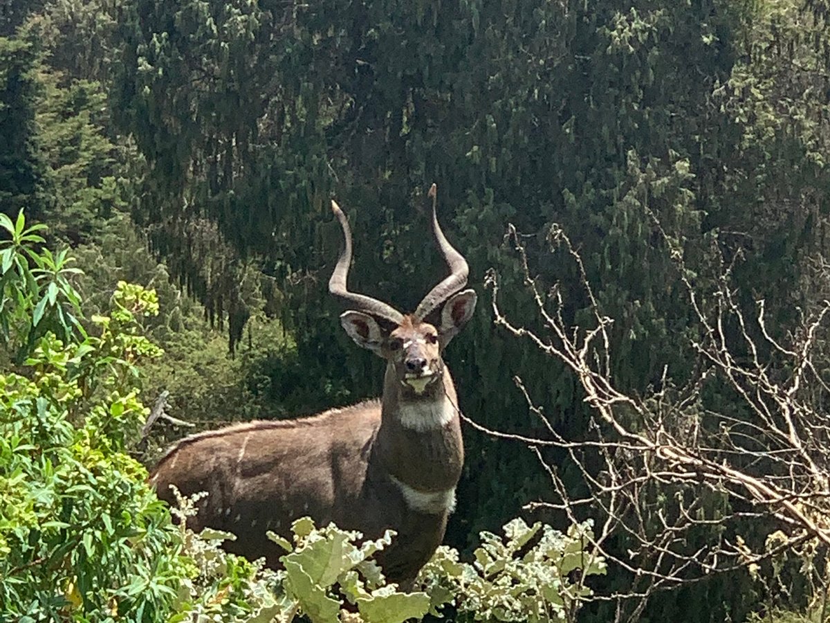 Bale Mountains National Park