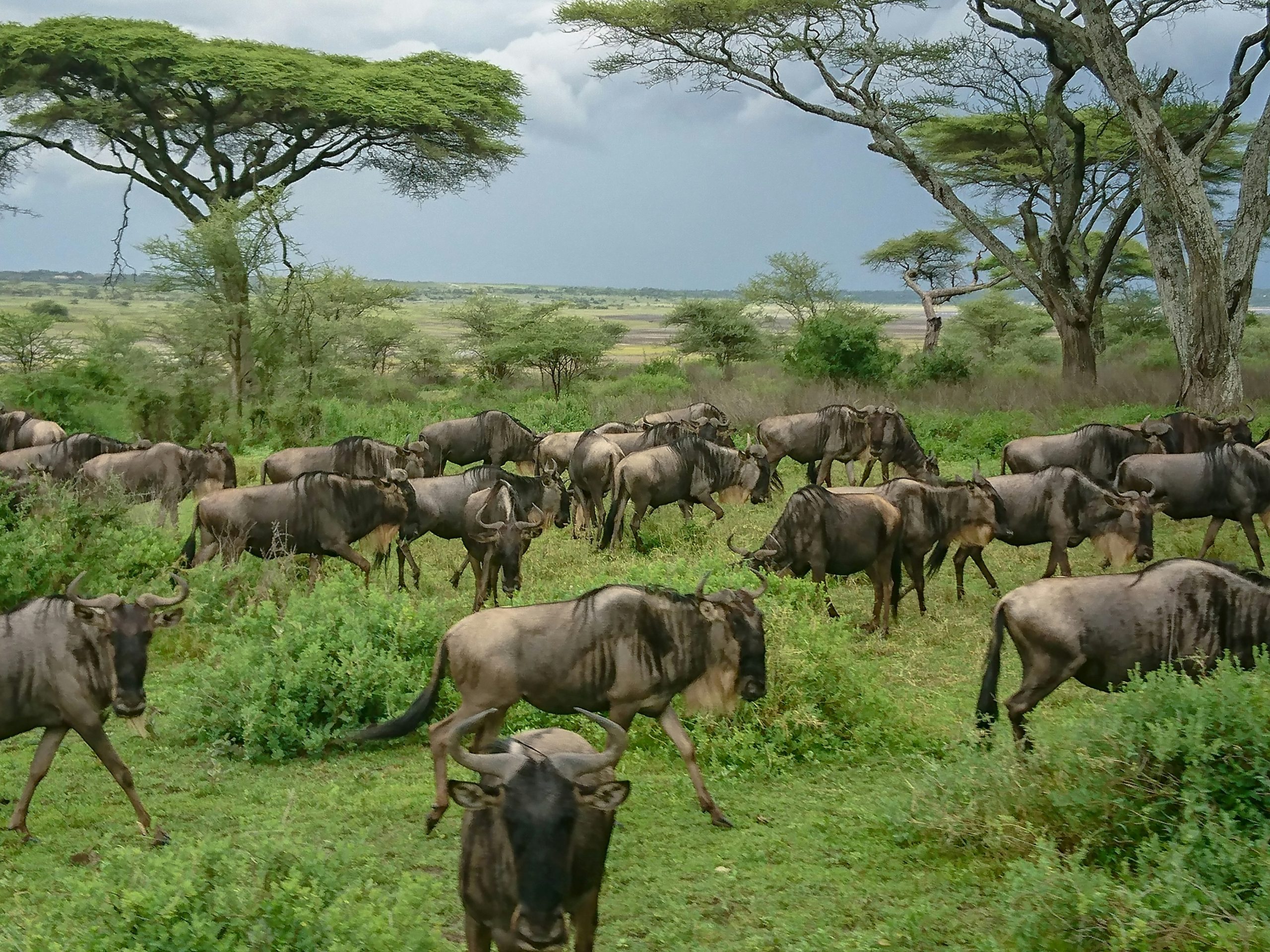 Guide to the Serengeti Wildebeest Migration Season