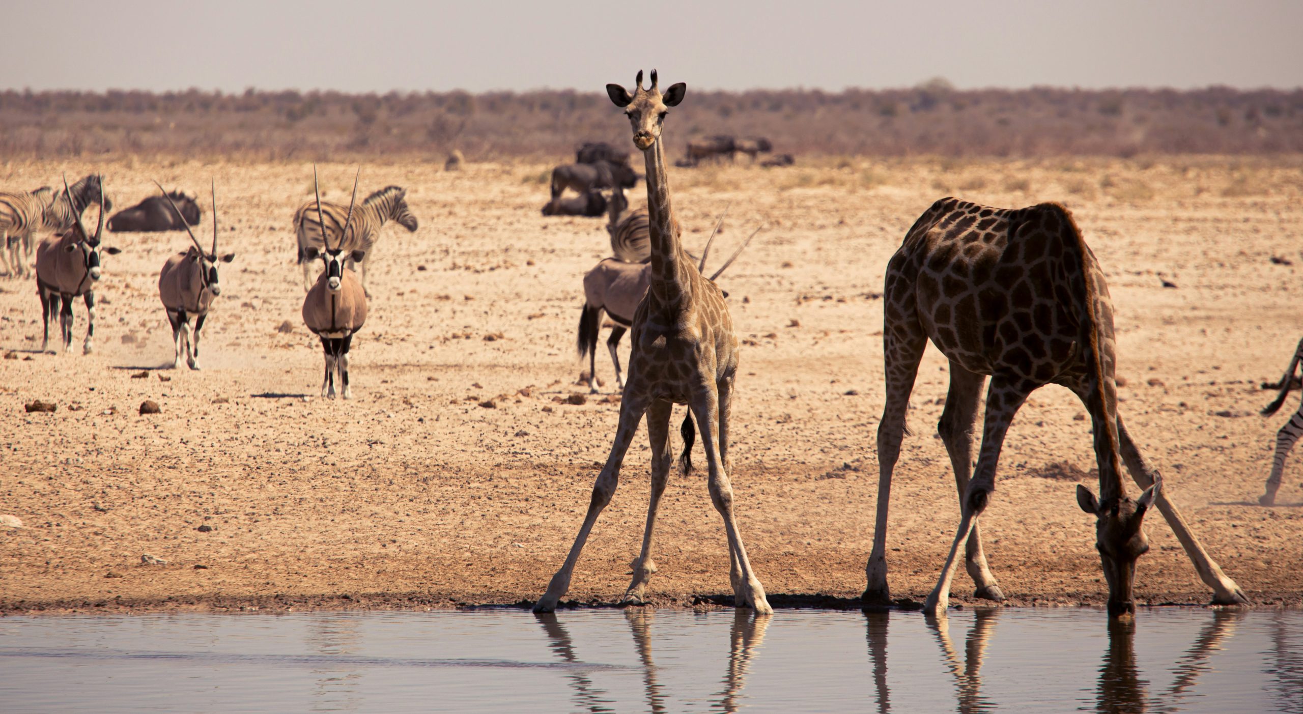 Intrinsic Namibian Deluxe Safari
