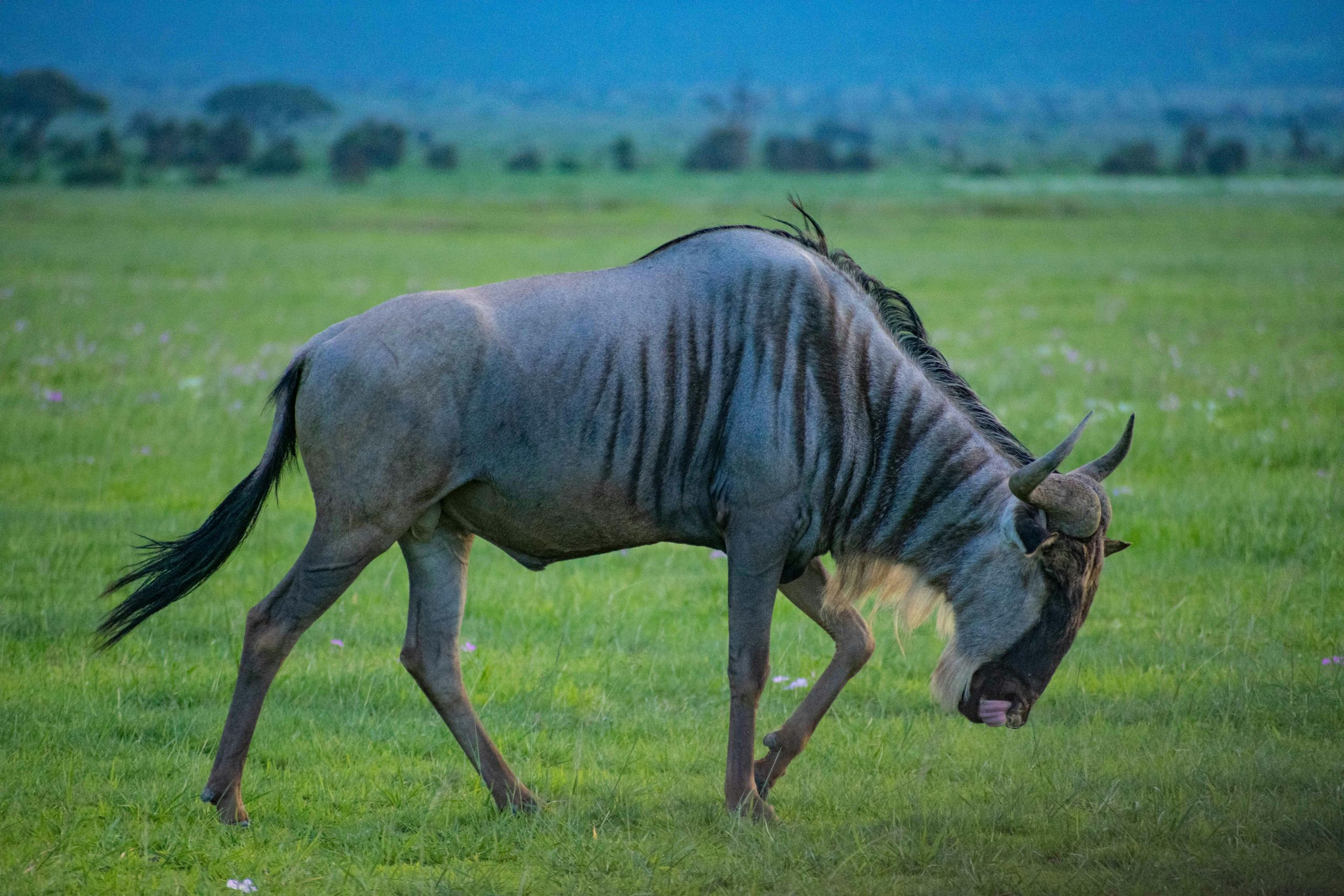 Discover the Most Visited National Parks in Kenya for Safari