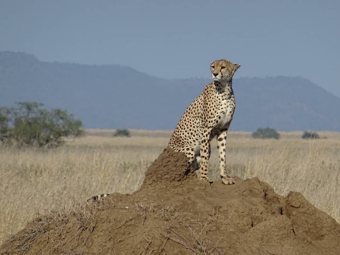 10 Days Family Safari in Northern Tanzania