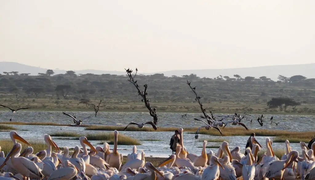 Abijatta-Shalla National Park