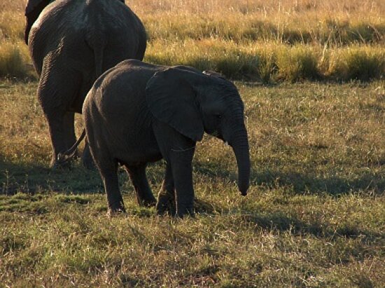 Beautiful Botswana Safari