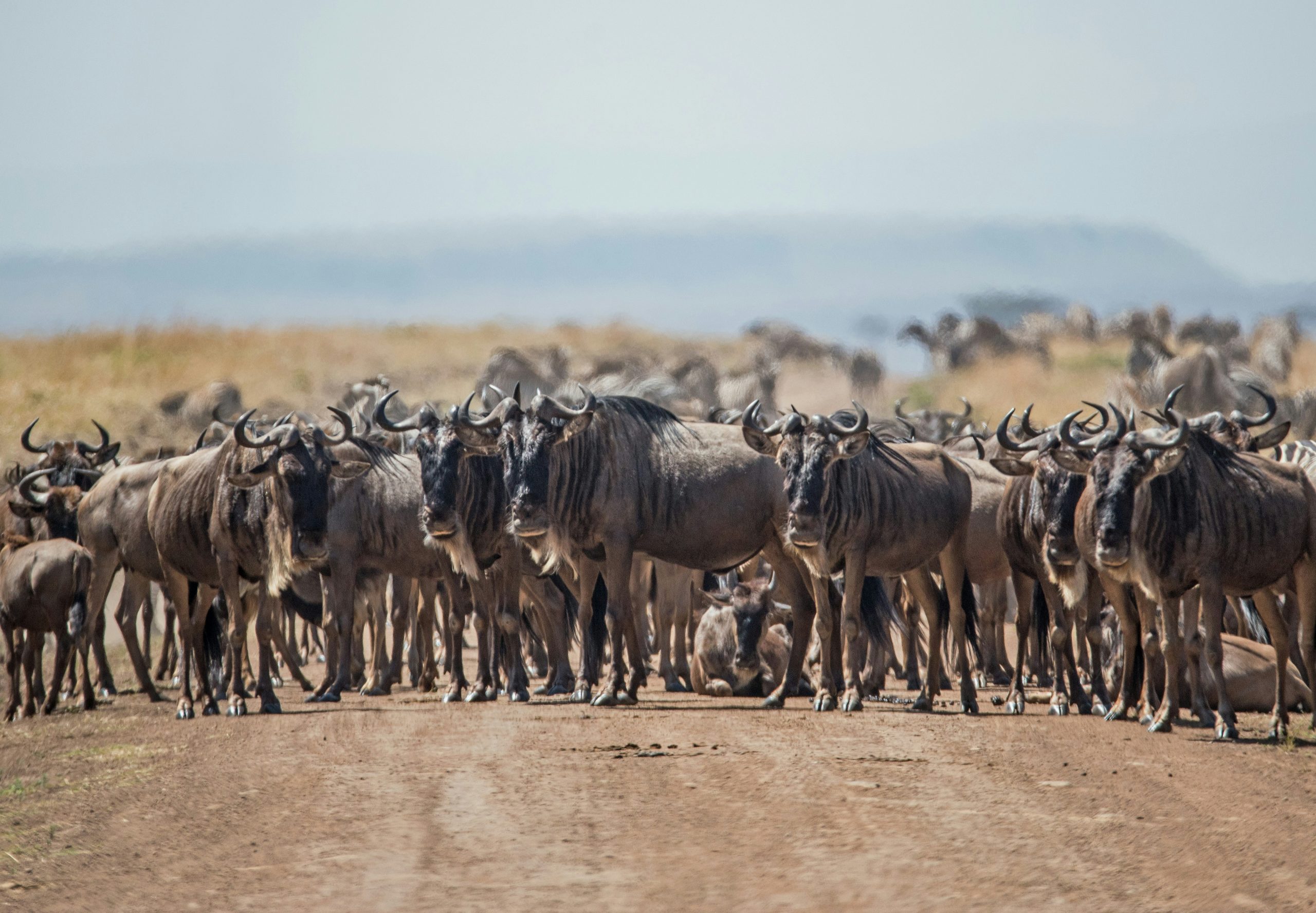 Guide to the Serengeti Wildebeest Migration Season