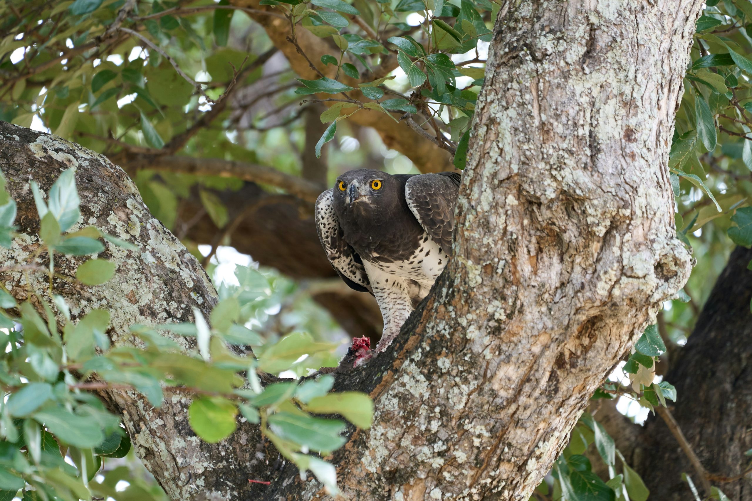 South Luangwa National Park