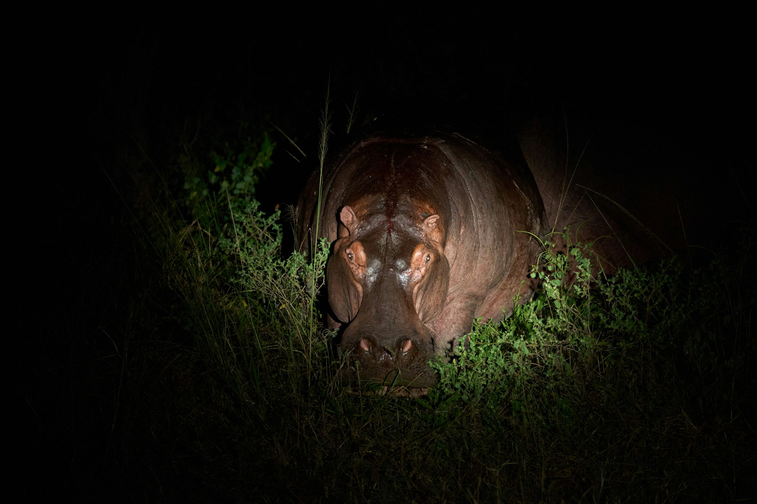 South Luangwa National Park
