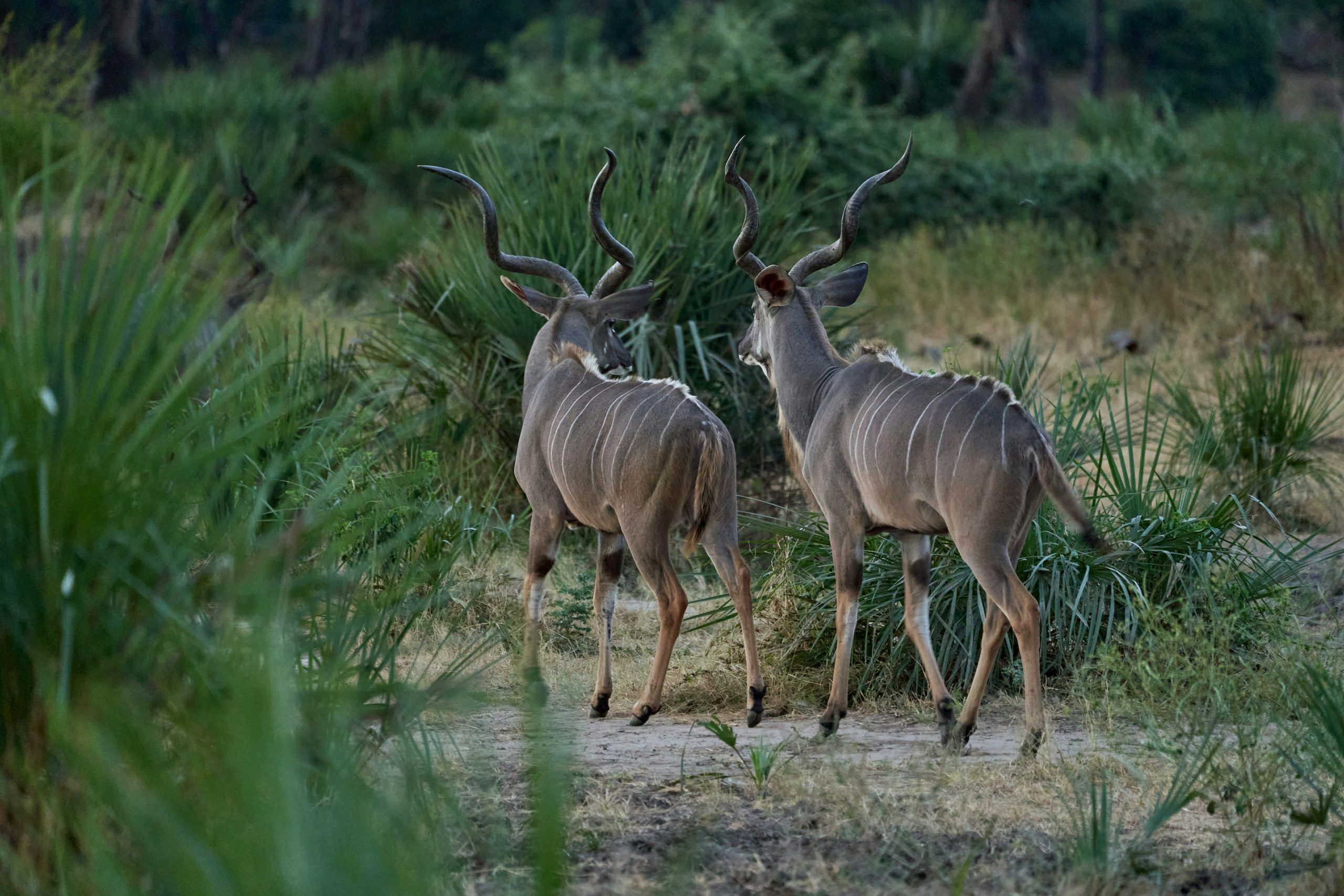 Lower Zambezi National Park
