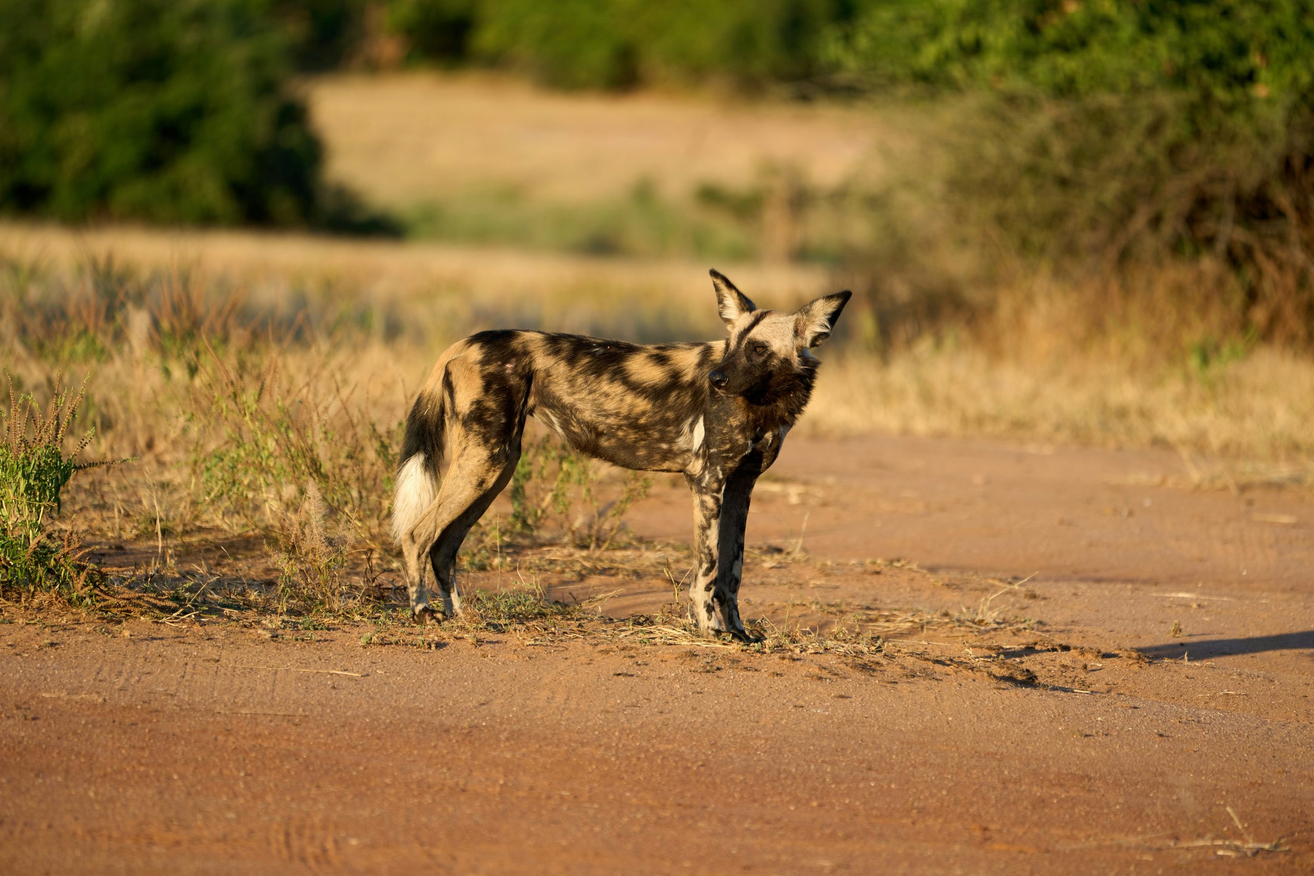 Lower Zambezi National Park
