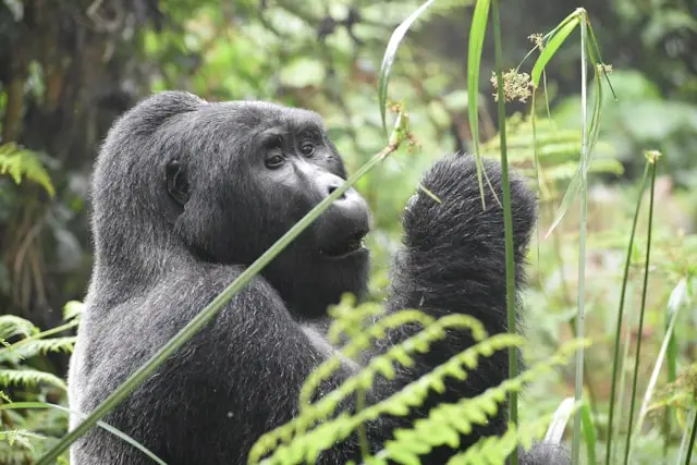 Rwanda Mountain Gorillas Tour