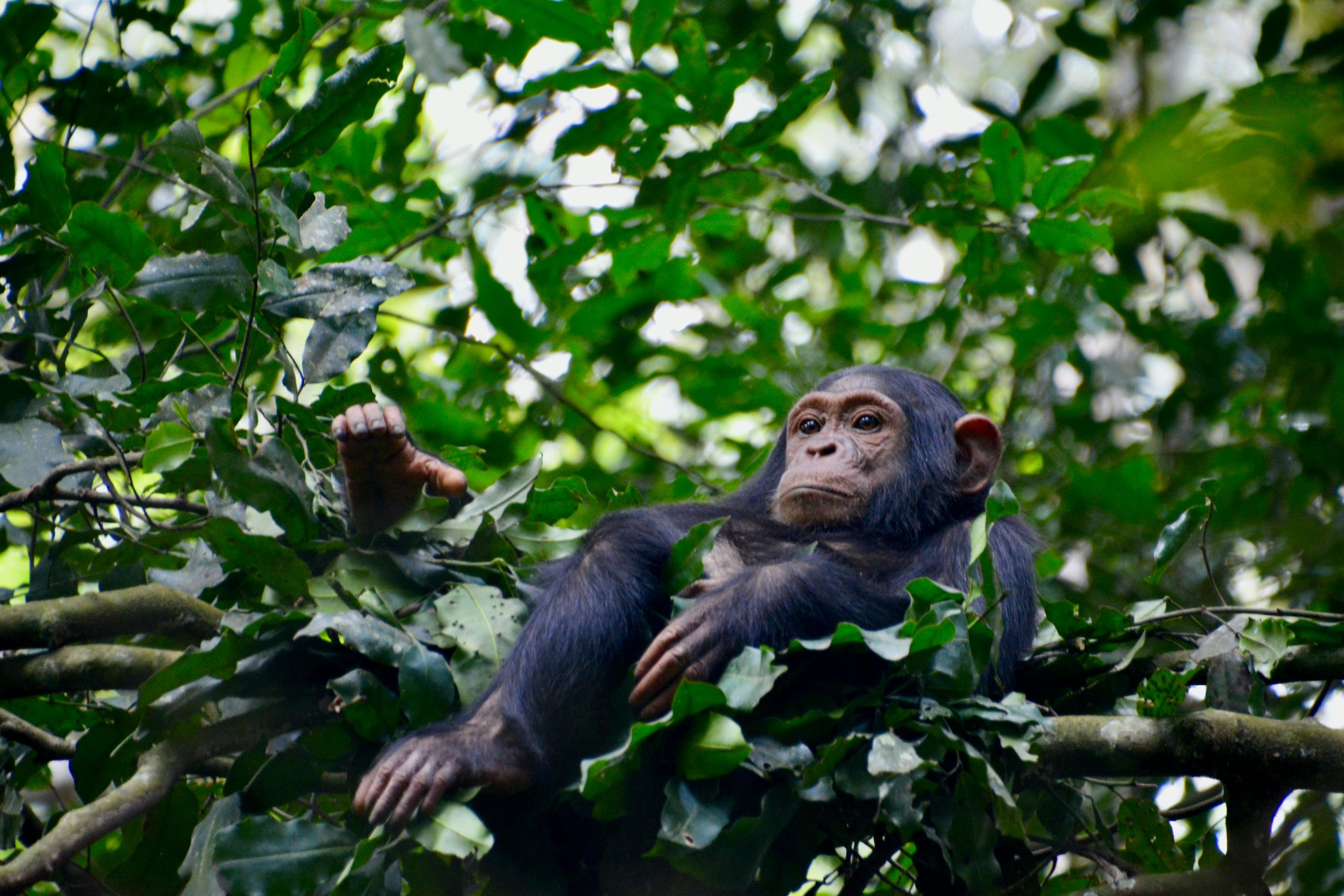 Best of Uganda Safari Tour