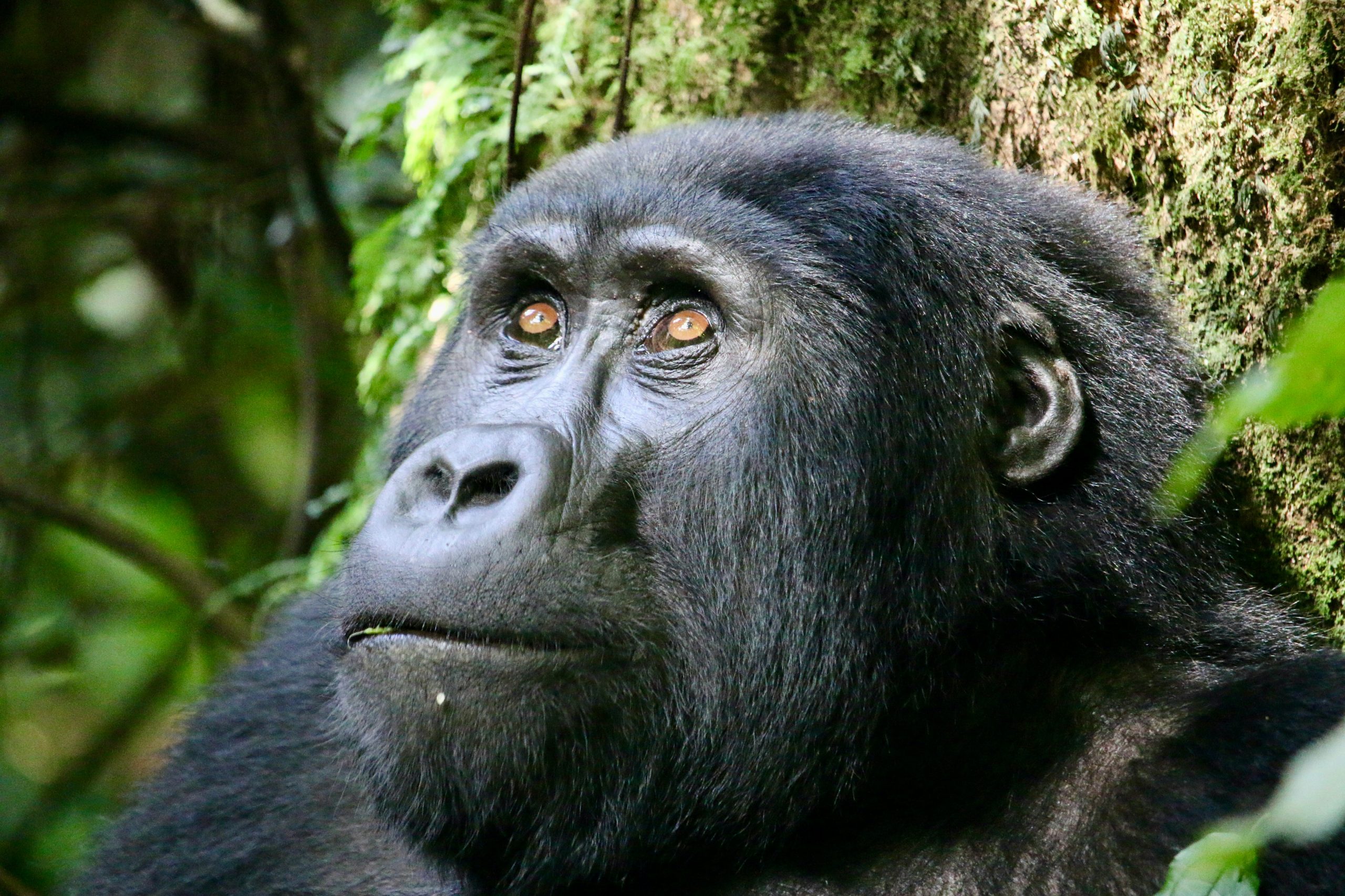 Kibale Forest National Park