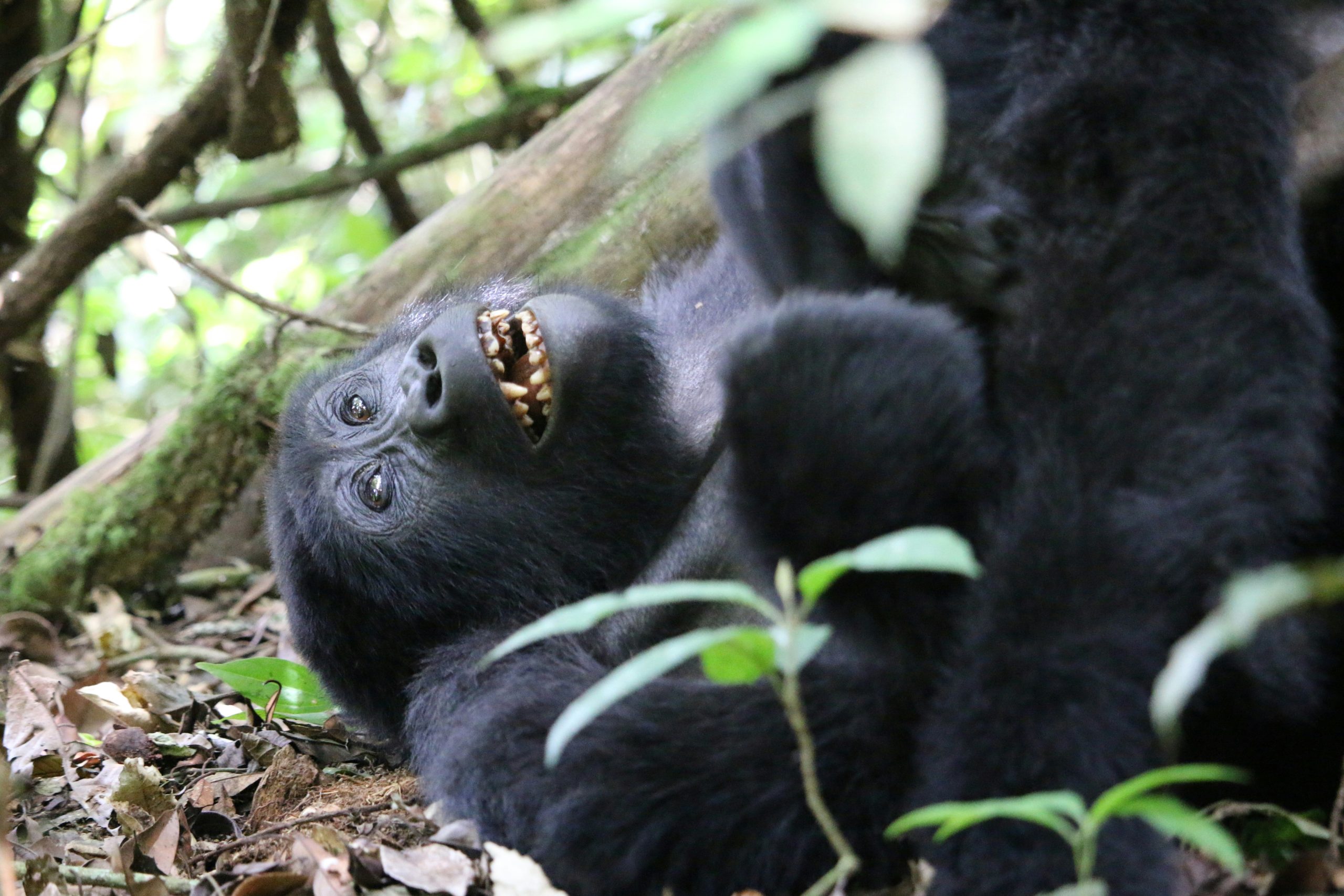Uganda Gorilla Trekking Express