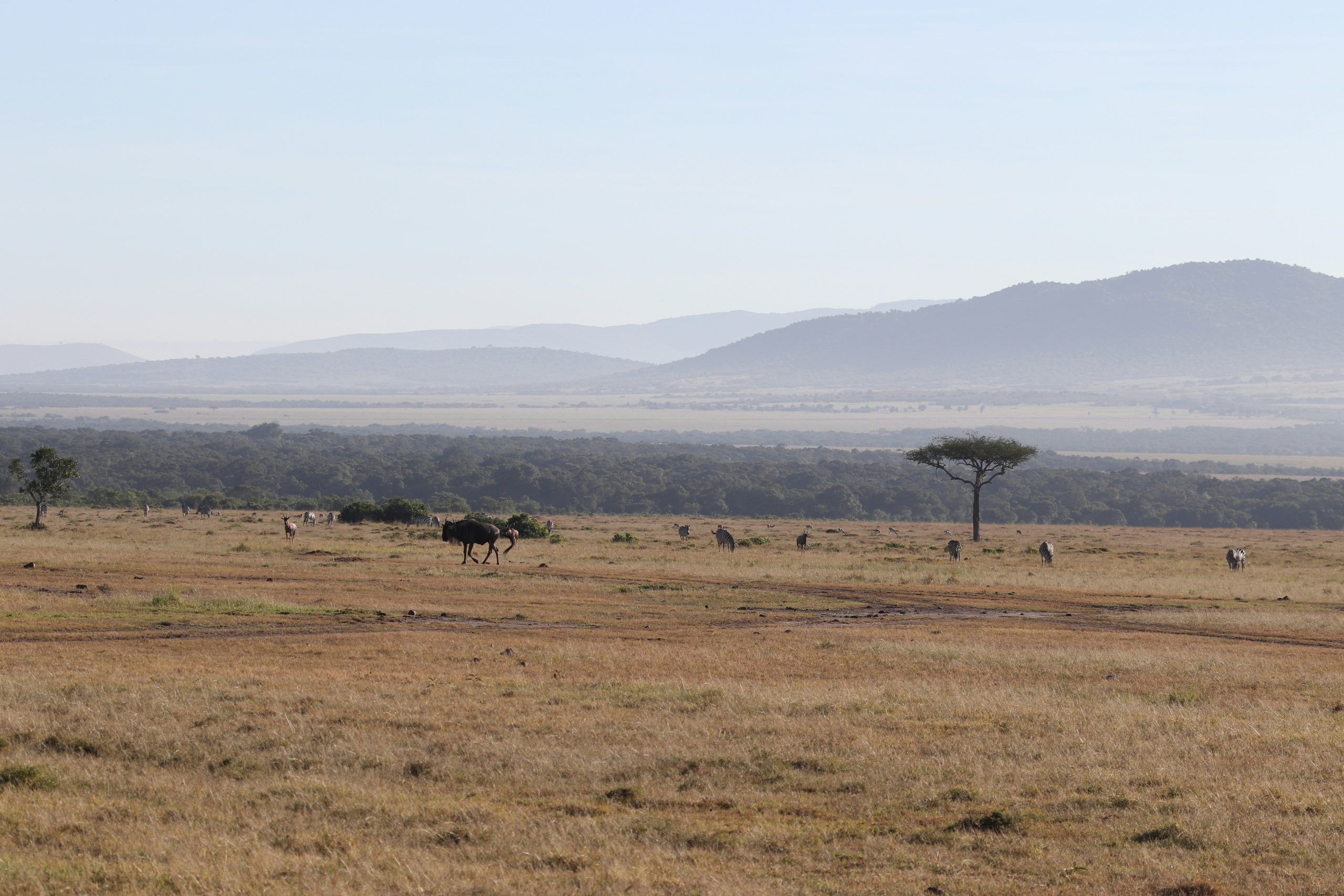 Guide to the Serengeti Wildebeest Migration Season