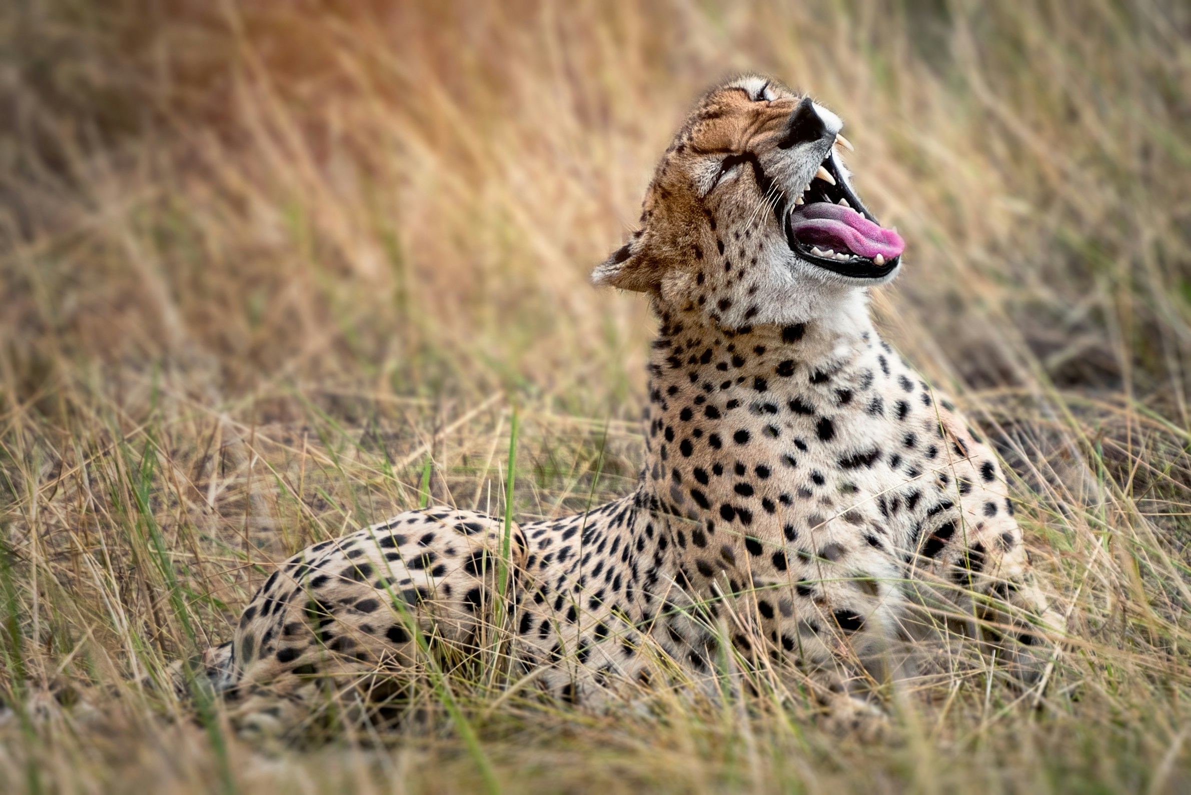 Safari ASAP Guides During your Travel in Tanzania