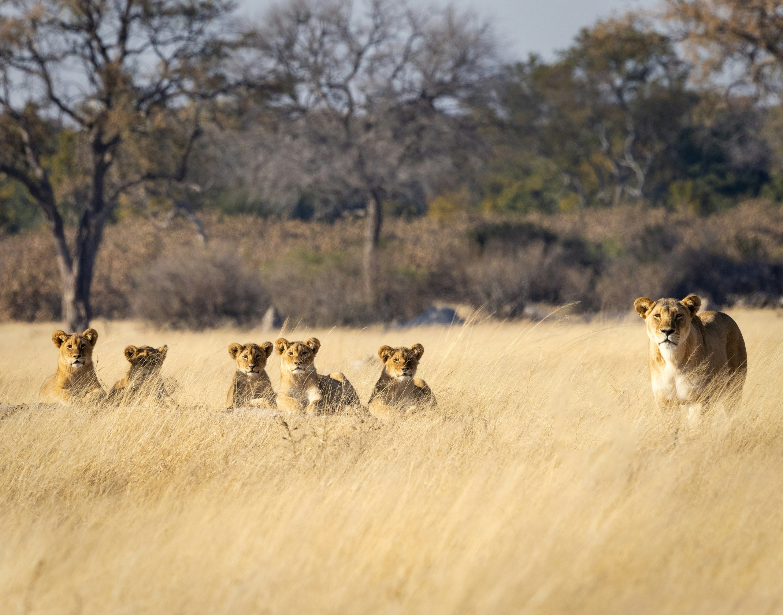 Victoria Falls and Hwange National Park Tour